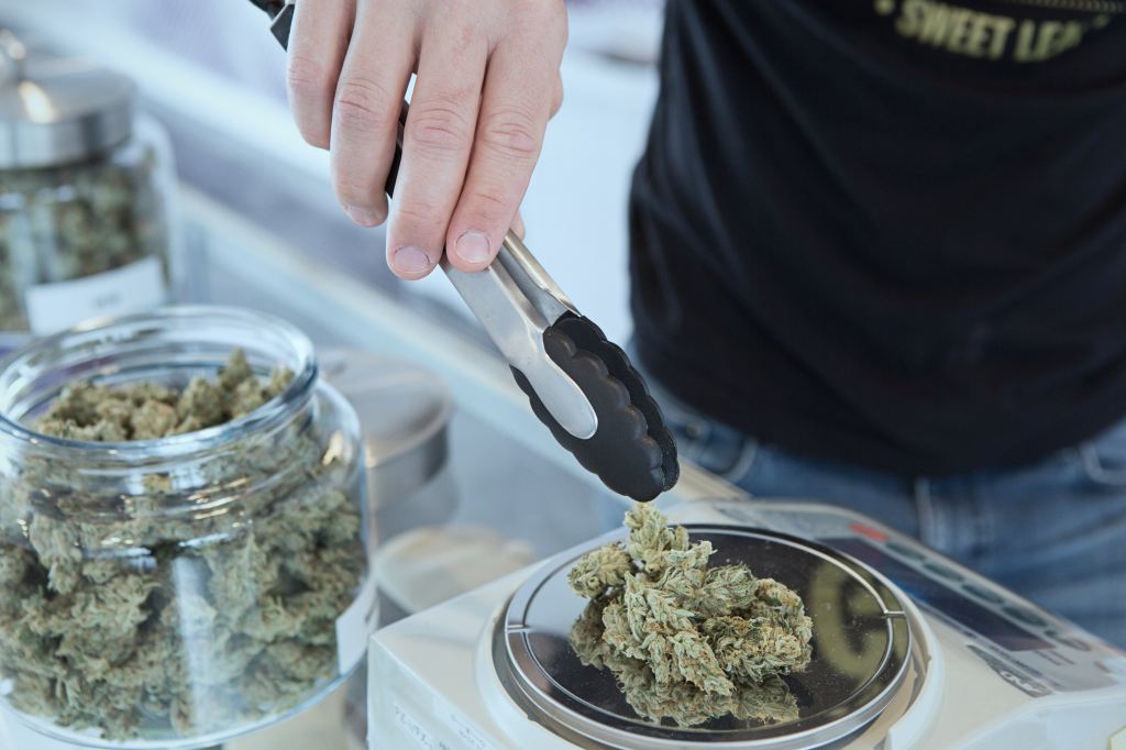 Cannabis being dispensed at a dispensary